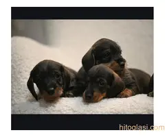 Na prodaju štenci rase oštrodlaki jazavičar - kunićar - 4