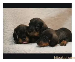 Na prodaju štenci rase oštrodlaki jazavičar - kunićar - 5