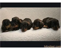 Na prodaju štenci rase oštrodlaki jazavičar - kunićar - 6