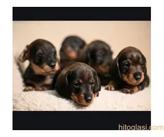 Na prodaju štenci rase oštrodlaki jazavičar - kunićar - 7