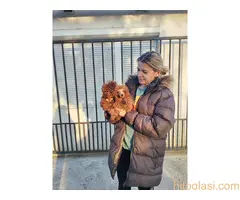 Crvene toy pudle - 3