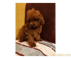 Crvene toy pudle - 4