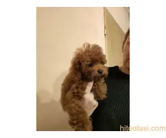 Crvene toy pudle - 5