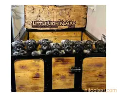 Patuljasti ŠNAUCERI biber so