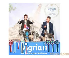 Patuljasti ŠNAUCERI biber so - 2