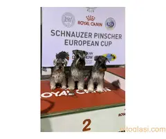 Patuljasti ŠNAUCERI biber so - 3