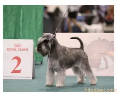 Patuljasti ŠNAUCERI biber so - 4