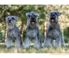 Patuljasti ŠNAUCERI biber so - 5