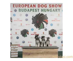 Patuljasti ŠNAUCERI biber so - 6