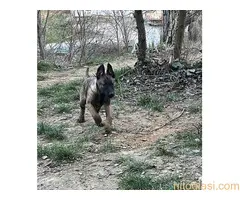 Belgijski Ovčar Malinoa