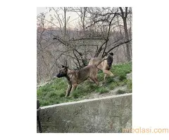 Belgijski Ovčar Malinoa - 2