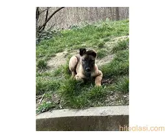 Belgijski Ovčar Malinoa - 3