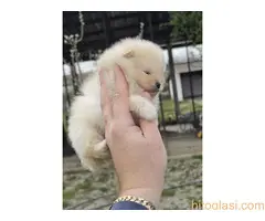 Najlepsi Pomeranci Boo - 2