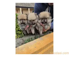 Najlepsi Pomeranci Boo - 3