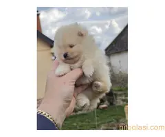 Najlepsi Pomeranci Boo - 6
