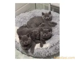 Savršeni GCCF prvak Rodovnica Britanske Kratkodlake