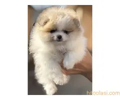 Pomeranac stenci Pomeranci