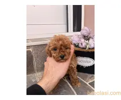 Toy Pudla prelepi štenci