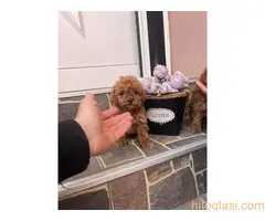 Toy Pudla prelepi štenci - 2