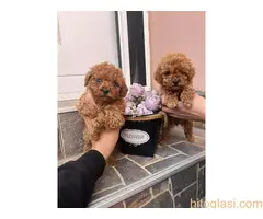 Toy Pudla prelepi štenci - 3