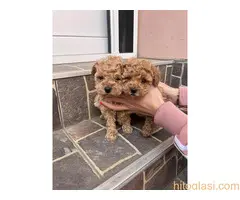 Toy Pudla prelepi štenci - 4