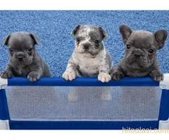 Sivi plavi francuski buldog