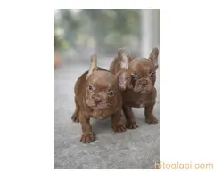 Sivi plavi francuski buldog - 2