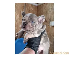 Sivi plavi francuski buldog - 3