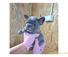 Sivi plavi francuski buldog - 4