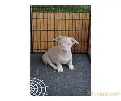 Pink caramel tan - 2