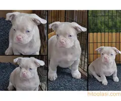 Pink caramel tan - 3