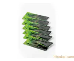 Barley Grass – Kesice - 2