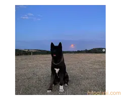 Muzjak Americke Akite za parenje