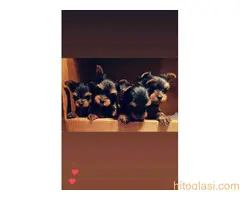 Mini jorki terijer