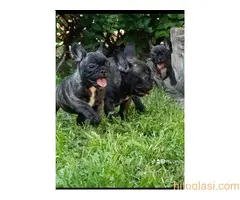 Francuski buldog