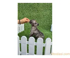 Francuski buldog - 2