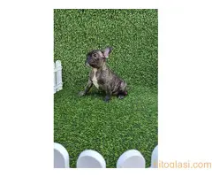 Francuski buldog - 3