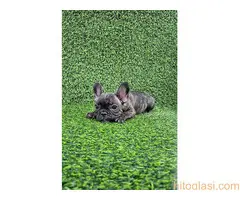 Francuski buldog - 4