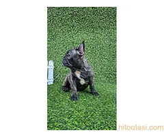Francuski buldog - 5
