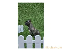 Francuski buldog - 6