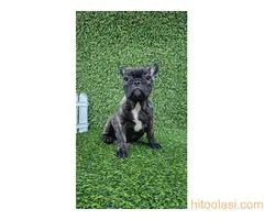 Francuski buldog - 7