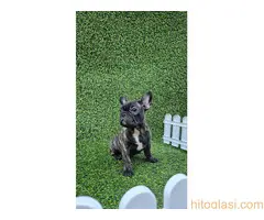 Francuski buldog - 8