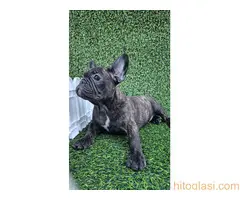Francuski buldog - 9