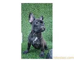 Francuski buldog - 10