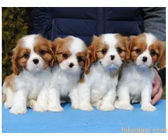 Dostupni štenci Cavalier King Charles spanijela