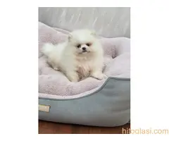 Teddy bear pomeranci, dve sestre