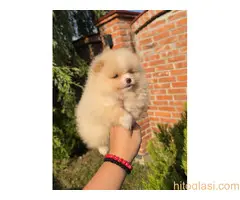 Teddy bear pomeranci, dve sestre - 2