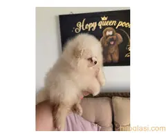 Teddy bear pomeranci, dve sestre - 3