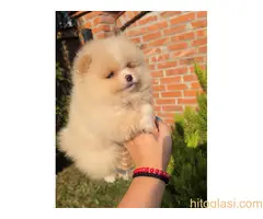 Teddy bear pomeranci, dve sestre - 4