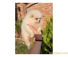 Teddy bear pomeranci, dve sestre - 6